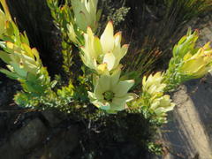 Leucadendron procerum