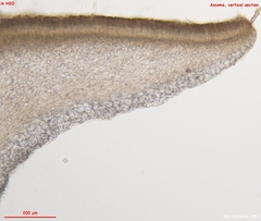 Hymenoscyphus imberbis