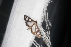 Glyphodes quadrimaculalis