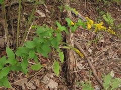 Solidago ulmifolia palmeri