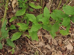Solidago ulmifolia palmeri
