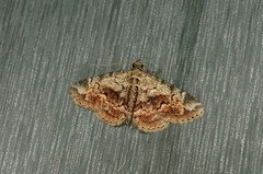 Paragona multisignata