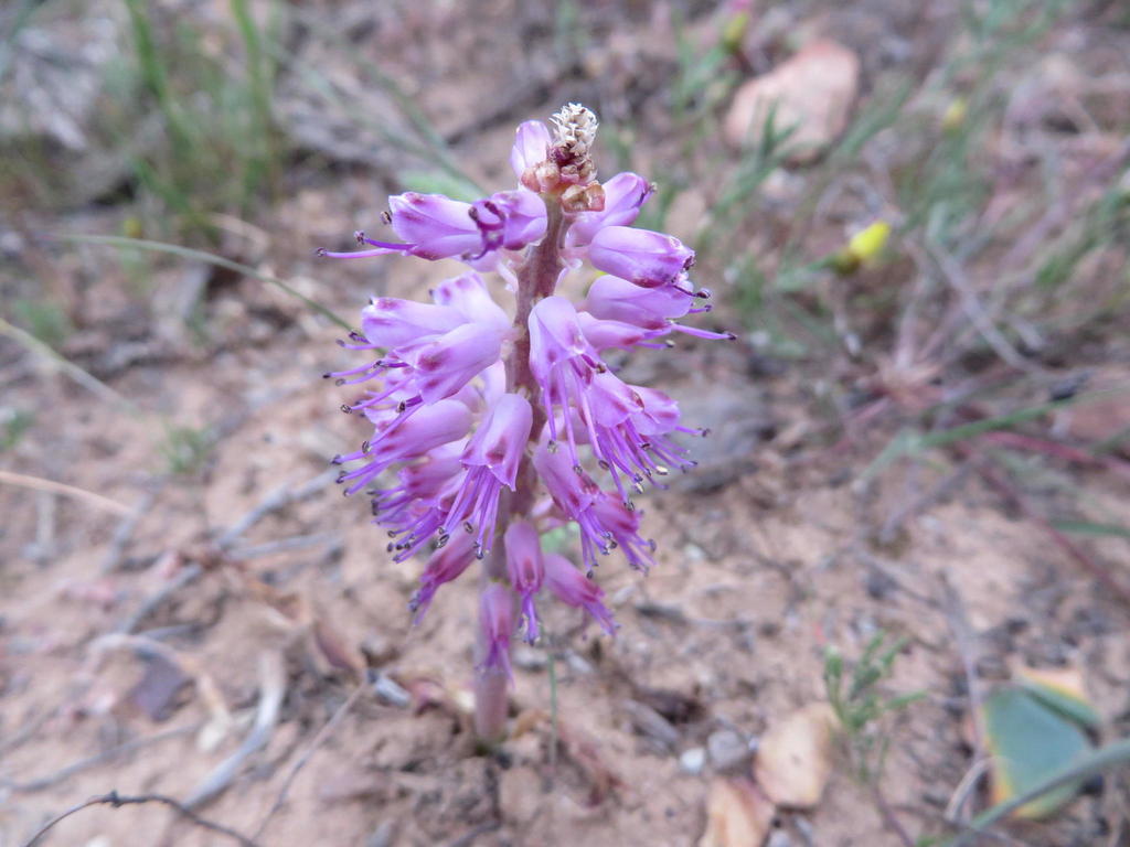Lachenalia nardousbergensis, Glacial pavement,Niewoudtville
