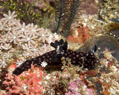 Nembrotha