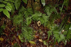 Selaginella longipinna