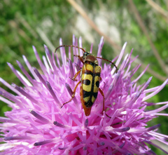 Typocerus sinuatus