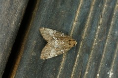 Dysmilichia gemella