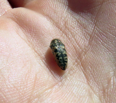 Acmaeodera variegata