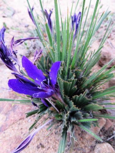 Babiana praemorsa