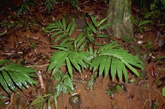 Alpinia caerulea