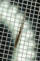 Styringomyia