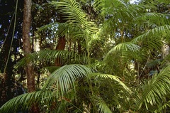 Calamus moti