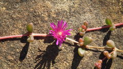 Delosperma repens