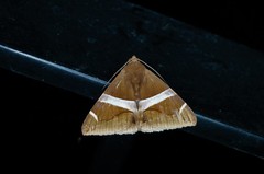 Bastilla arctotaenia