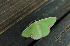 Comibaena procumbaria