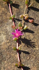 Delosperma repens