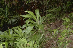 Cordyline petiolaris