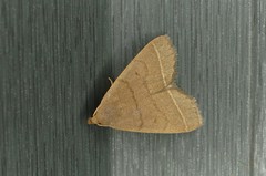 Simplicia rectalis