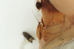 Hemerobius harmandinus