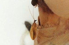 Hemerobius harmandinus