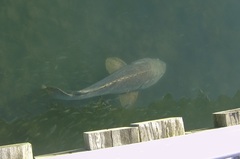 Epinephelus lanceolatus