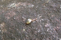 Elatonitor montanus