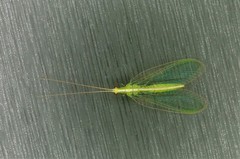 Cunctochrysa albolineata