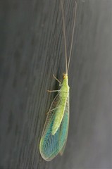 Cunctochrysa albolineata