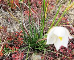 Cyanella alba alba