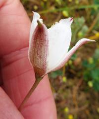 Cyanella alba alba