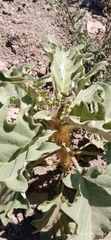 Solanum crinitipes