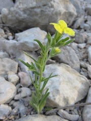 Lithospermum mirabile
