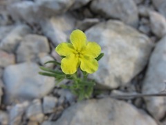 Lithospermum mirabile