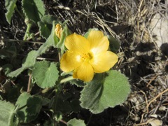 Abutilon wrightii