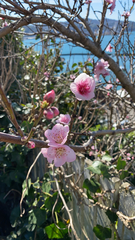 Prunus persica persica