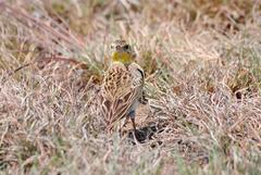 Hemimacronyx chloris