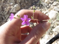 Boerhavia linearifolia