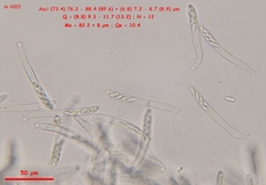 Hymenoscyphus imberbis