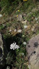 Ammi majus