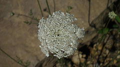 Ammi majus