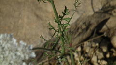 Ammi majus