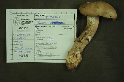 Boletus edulis (Photo 3 of 5)