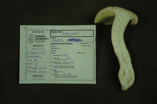 Boletus edulis (Photo 4 of 5)