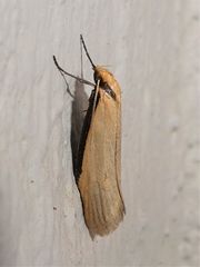 Philobota mathematica