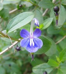 Rotheca caerulea