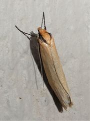 Philobota mathematica