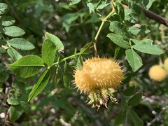 Rosa roxburghii