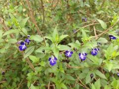 Rotheca caerulea
