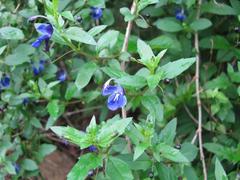 Rotheca caerulea