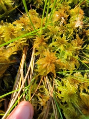 Sphagnum jensenii